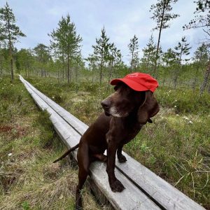 24H KREISI -juoksulippis